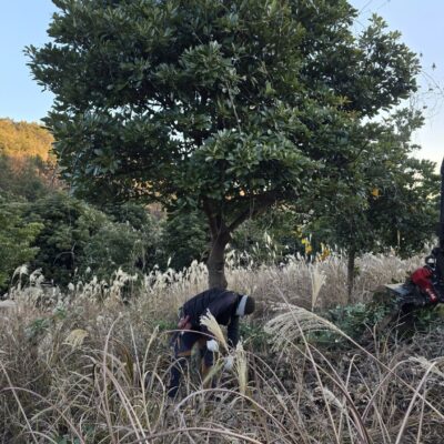 [전남 고흥] 후박나무 R30-35점 30주