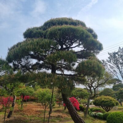 [전북 고창] 소나무 특수목 R50점 5주