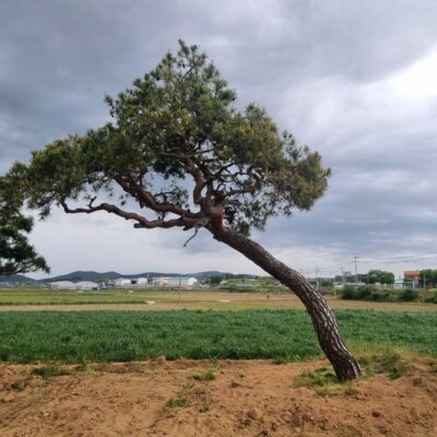 [전북 고창] 소나무 특수목 R55점 5주