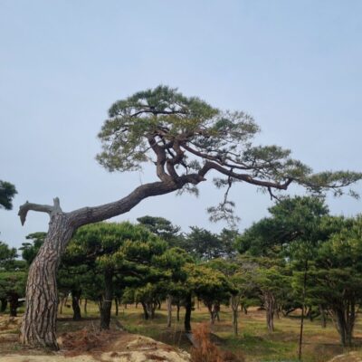[전북 고창] 소나무 특수목 R60점 3주