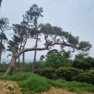 [전북 고창] 소나무 특수목 R70점 1주