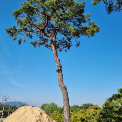 [전북 고창] 소나무 특수목 R60점-R80점 3주