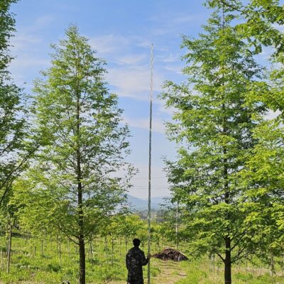 [경기 이천] 메타세콰이아 B15점-B18점 120주