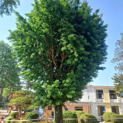 [전북 익산] 은행나무 R100점 1주
