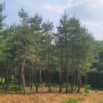 [강원 강릉] 소나무 모찌 R25점-R35점*H7.0-H9.0 100주