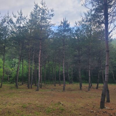 [강원 삼척] 소나무 모찌 R25점-R35점*H7.0-H9.0 100주
