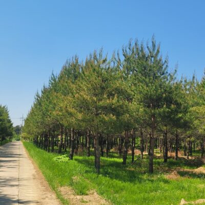 [강원 강릉] 소나무 모찌 R25점-R35점*H7.0-H8.0 300주