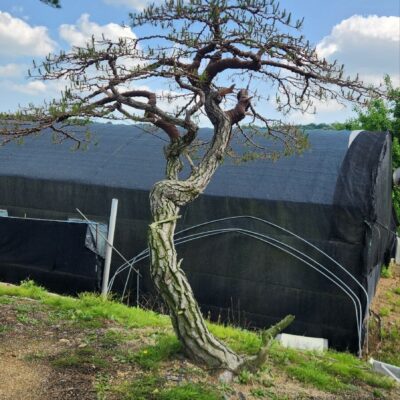 [경기 고양] 소나무 특수목 R30점 2주