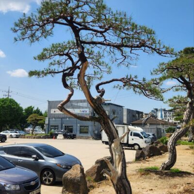 [경기 고양] 소나무 특수목 R35점 2주