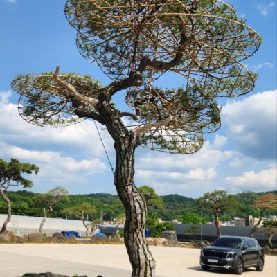 [경기 고양] 소나무 특수목 R38점 1주