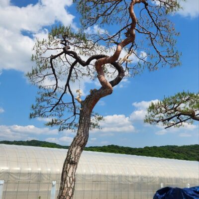 [경기 고양] 소나무 특수목 R40점 1주