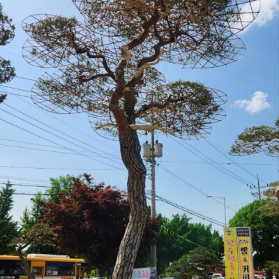 [경기 고양] 소나무 특수목 R43점 1주