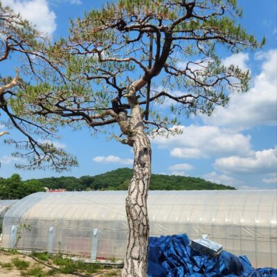 [경기 고양] 소나무 특수목 R45점 4주