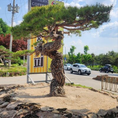 [경기 고양] 소나무 특수목 R45점*H2.0 1주