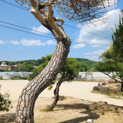 [경기 고양] 소나무 특수목 R48점 1주