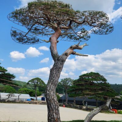 [경기 고양] 소나무 특수목 R50점 1주