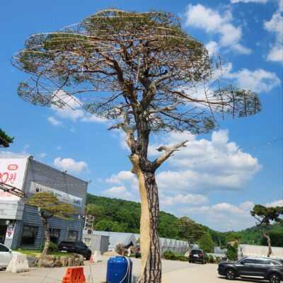 [경기 고양] 소나무 특수목 R53점 1주
