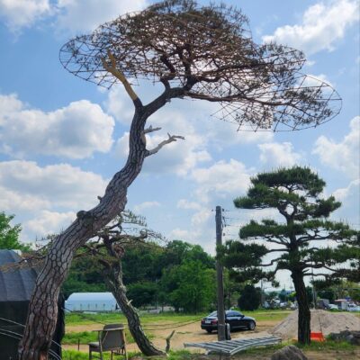 [경기 고양] 소나무 특수목 R55점 1주