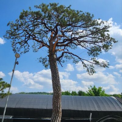 [경기 고양] 소나무 특수목 R65점 1주