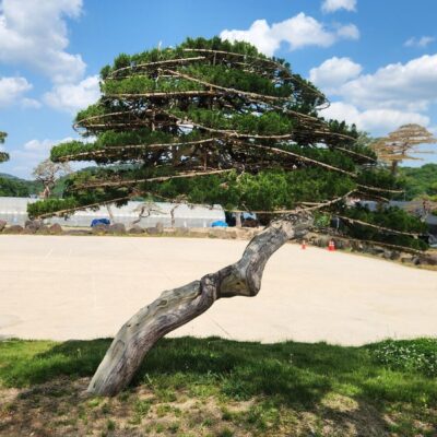 [경기 고양] 향나무 특수목 R30점 2주