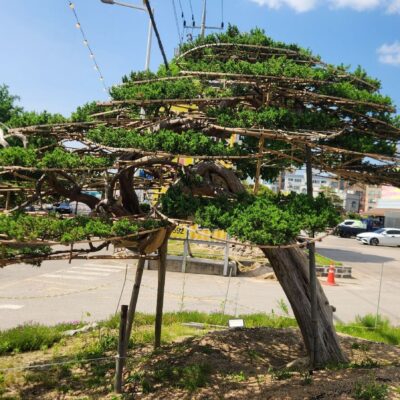 [경기 고양] 향나무 특수목 R35점 1주