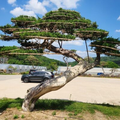 [경기 고양] 향나무 특수목 R40점 1주