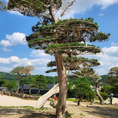 [경기 고양] 향나무 특수목 R45점 2주