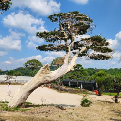 [경기 고양] 향나무 특수목 R58점 1주