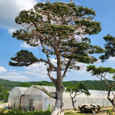 [경기 고양] 향나무 특수목 R60점 1주