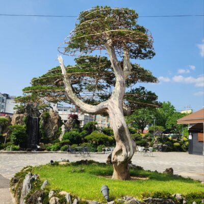 [경기 고양] 향나무 특수목 R65점 1주