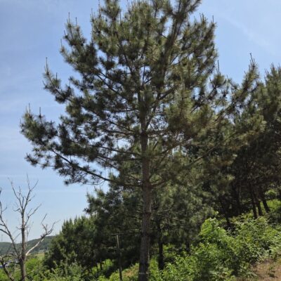 [충남 당진] 해송 R30점 100주