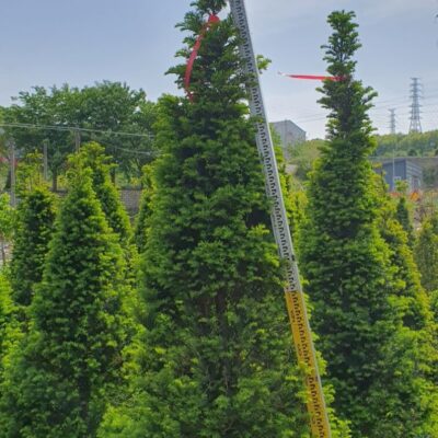[충남 당진] 주목 H2.0 40주