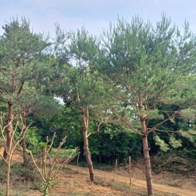[전북 익산] 소나무 R25점-R40점 75주
