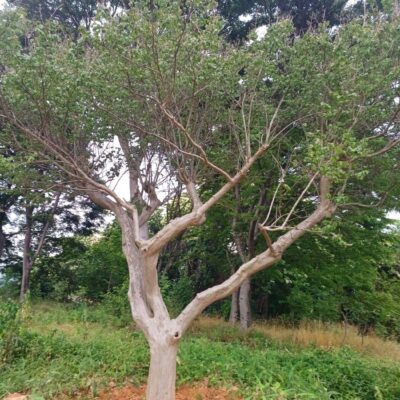 [전북 익산] 배롱나무 R25점 1주