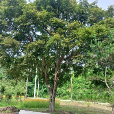 [전북 김제 원평] 청단풍 R45점-R50점 2주