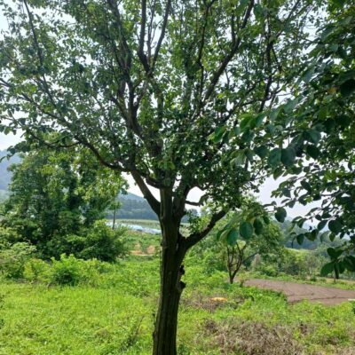 [전북 김제 원평] 모과나무 R45점-R55점 2주