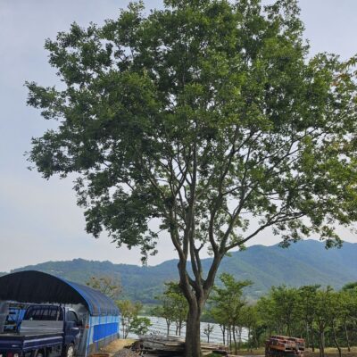[전북 김제 원평] 팽나무 R70점 1주