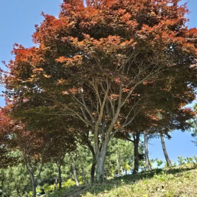 [충남 당진] 홍단풍 R20점 8주