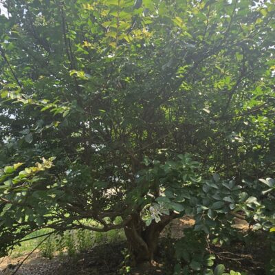 [충남 서산] 배롱나무 R50점 1주
