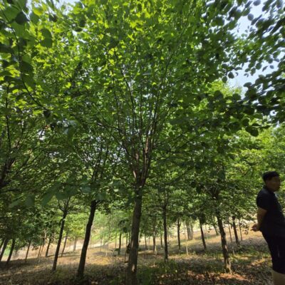 [충남 서산] 팥배나무 R15점-R18점 50주