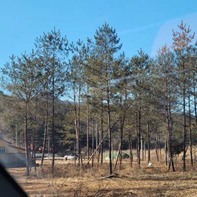[강원도 삼척시] 소나무(장송) R25점-R30점 250주