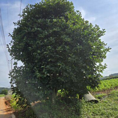 [충남 예산] 자목련 R30점 1주