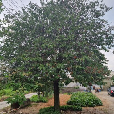 [충남 서산] 왕벚나무 B34점 1주