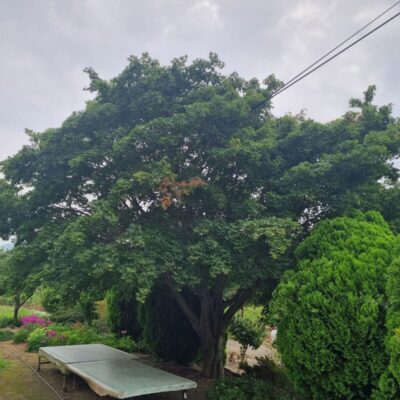 [충남 서산] 청단풍 R60점 1주