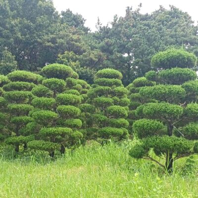 [전북 익산] 조형가이즈까향나무 H3.0-H3.5 200주