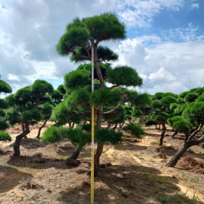 [전북 익산] 조형소나무 R20점-R30점 200주