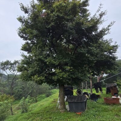 [충남 홍성] 청단풍 R35점 6주