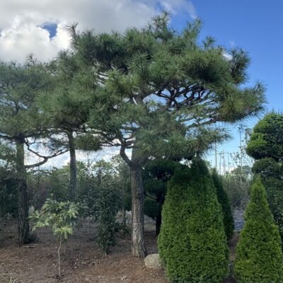 [광주] 조형소나무 R20점-R30점