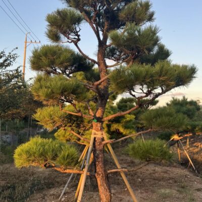 [광주] 조형소나무 R20점