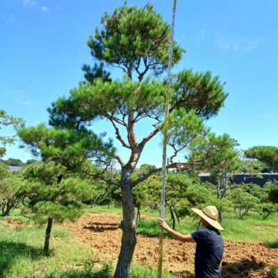 [전북 익산] 조형소나무 R25점-R30점